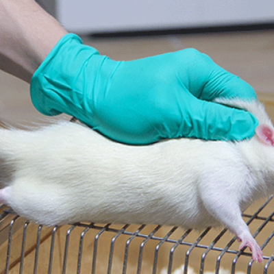 组织透明化成像技术：开启生命科学研究的全新视角