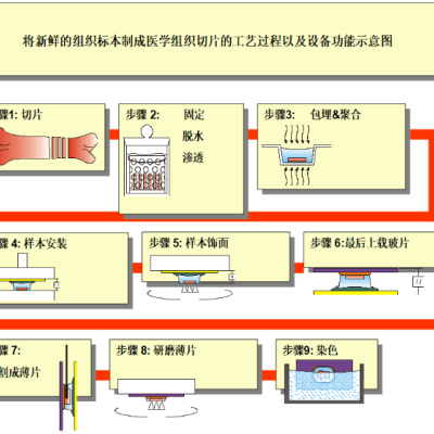 提供 不脱钙硬组织病理 技术服务