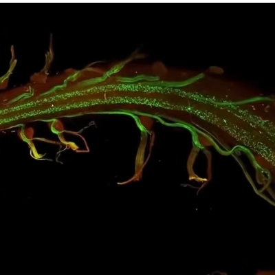 <strong>三维透明化成像：解锁组织深层奥秘</strong>