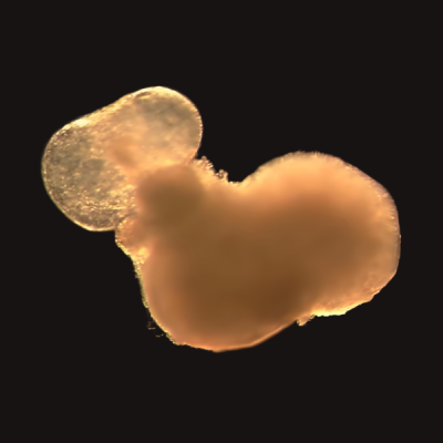 心肌细胞（类器官）(JFKR-HT-Organoids)