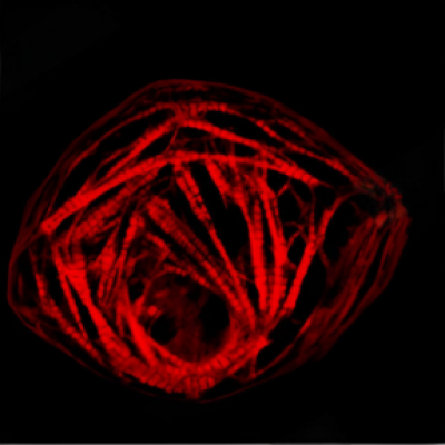 精准心肌研究解决方案——为心血管科研赋能