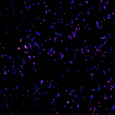 <strong>Edu染色（细胞增殖检测）</strong>