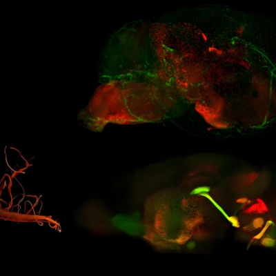 <strong>小鼠组织透明化及三维成像技术服务</strong>