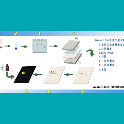 提供 Westernblot转膜电泳 技术服务（12个样）