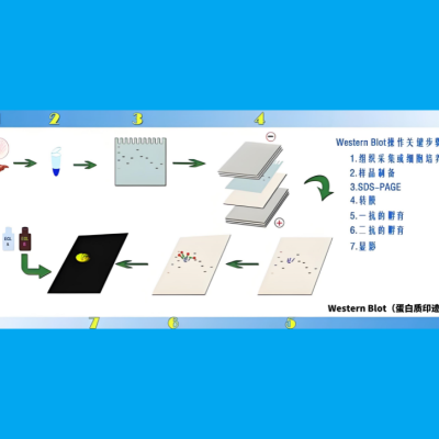 提供Western blot转膜电泳 技术服务（6~8个样）