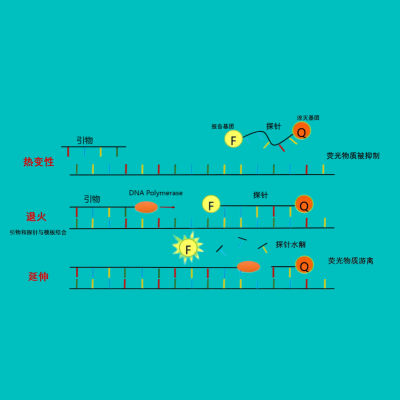  荧光定量PCR检测技术服务
