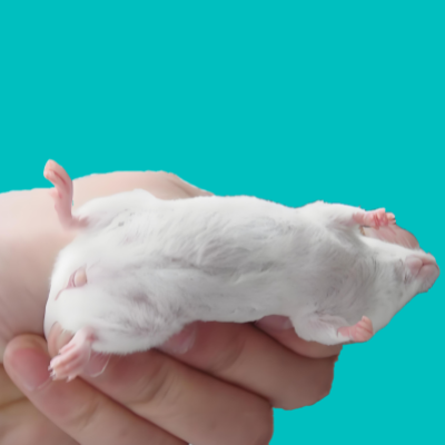 小动物常规组织石蜡包埋、切片、HE染色整套服务