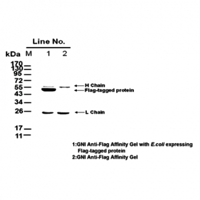 GNI4510‑FG‑S/GNI4510-FG-M/GNI4510‑FG‑Bulk/Anti-Flag Tag (1E6) Affinity Gel