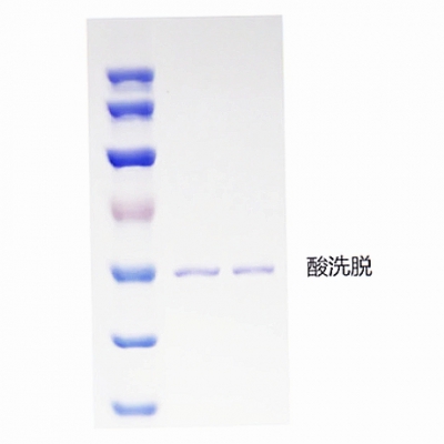 GNI4710-FG-S/GNI4710-FG-M/GNI4710-FG-Bulk/Anti-Flag Tag (1E6) Monoclonal Antibody conjugate with Magnetic Beads