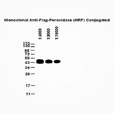 GNI4310-FG-S/GNI4310-FG-L/GNI4310-FG-Bulk/Anti-Flag-Tag Antibody Peroxidase (HRP) Conjugated
