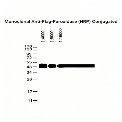 GNI4310-FG-S/GNI4310-FG-L/GNI4310-FG-Bulk/Anti-Flag-Tag Antibody Peroxidase (HRP) Conjugated