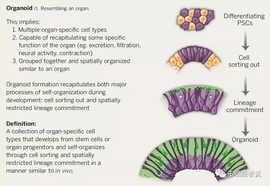 类器官——研究疾病的利器，再生医学的未来(图1)