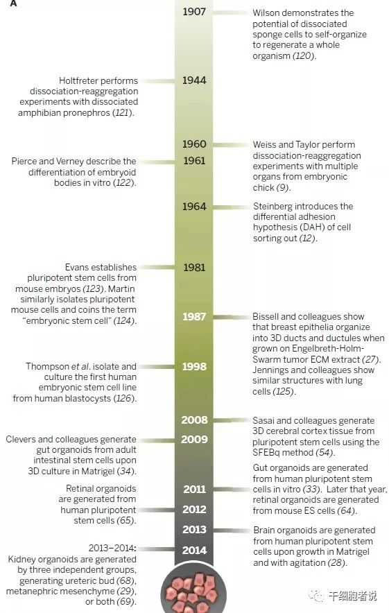 类器官——研究疾病的利器，再生医学的未来(图2)
