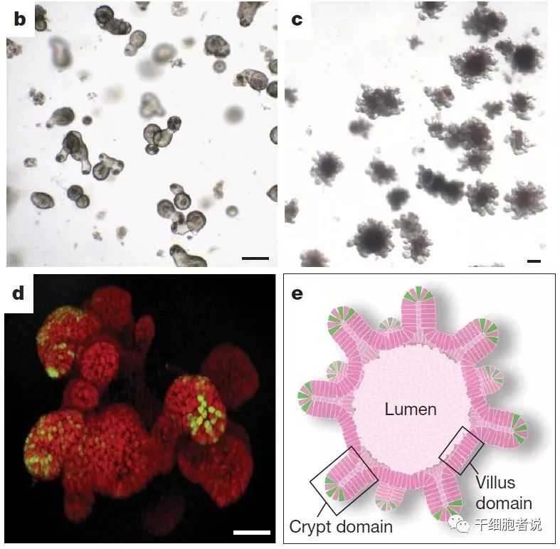 类器官——研究疾病的利器，再生医学的未来(图4)