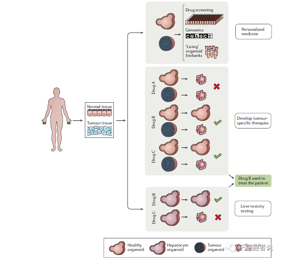 类器官——研究疾病的利器，再生医学的未来(图7)