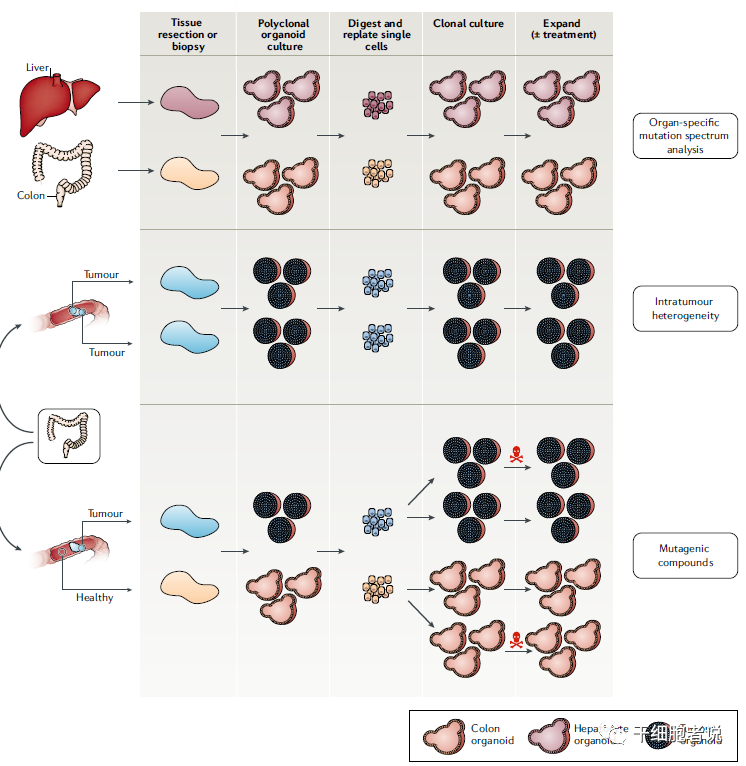 类器官——研究疾病的利器，再生医学的未来(图9)